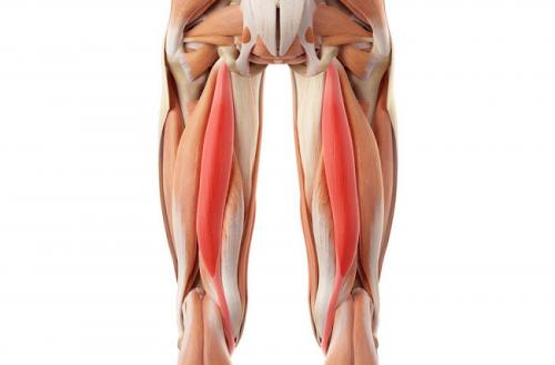 The effects of The Bowen Technique on hamstring flexibility over time